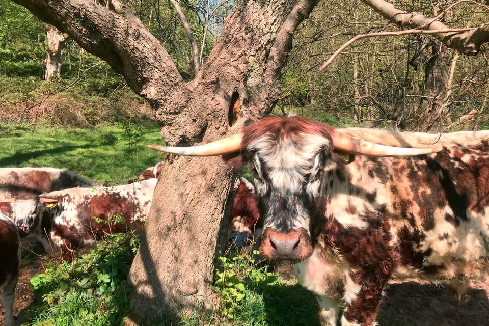Macclesfield Riverside Park 02
