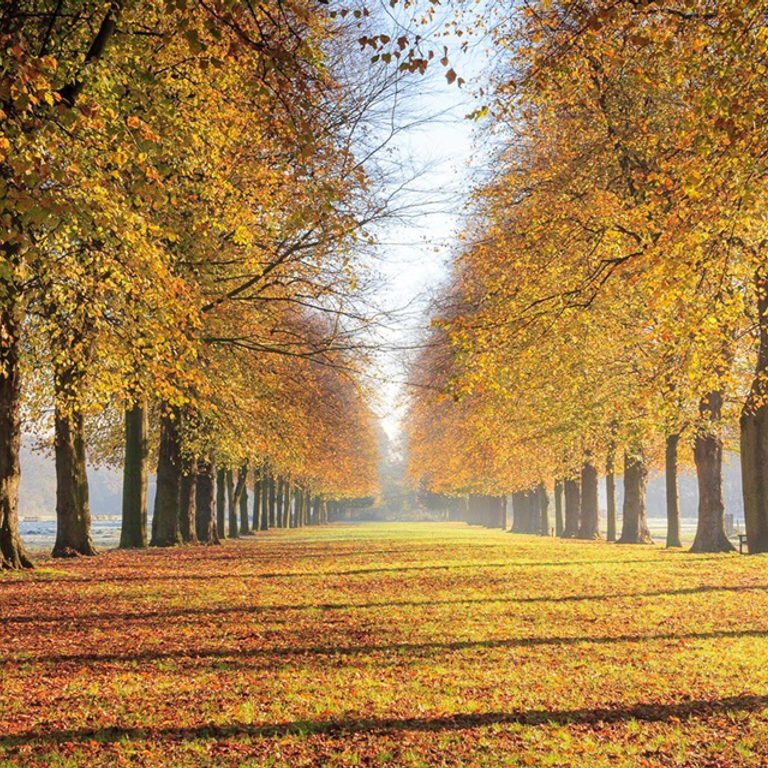 Marbury Country Park