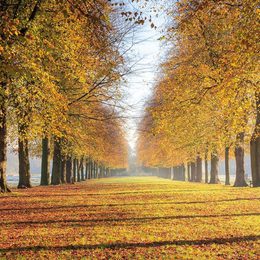 Marbury Country Park