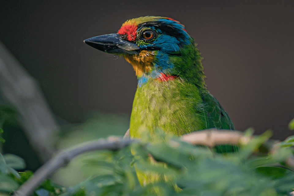 Blue throated barbet sqaure